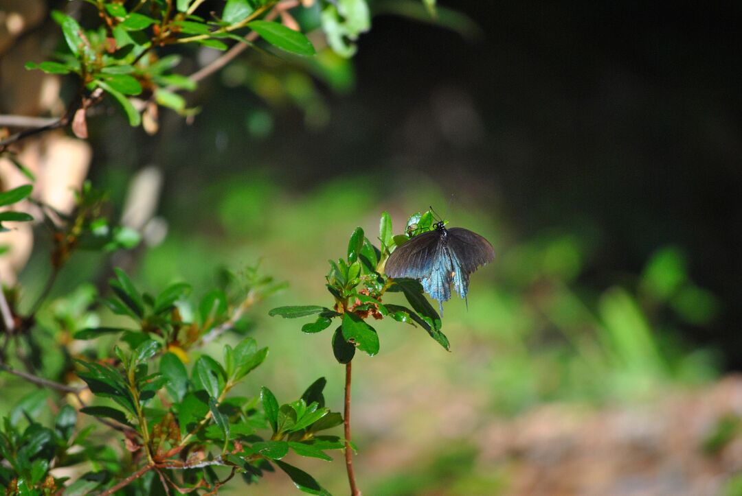 042017 Pipevine Swallowtail 1 (by CKnudson)