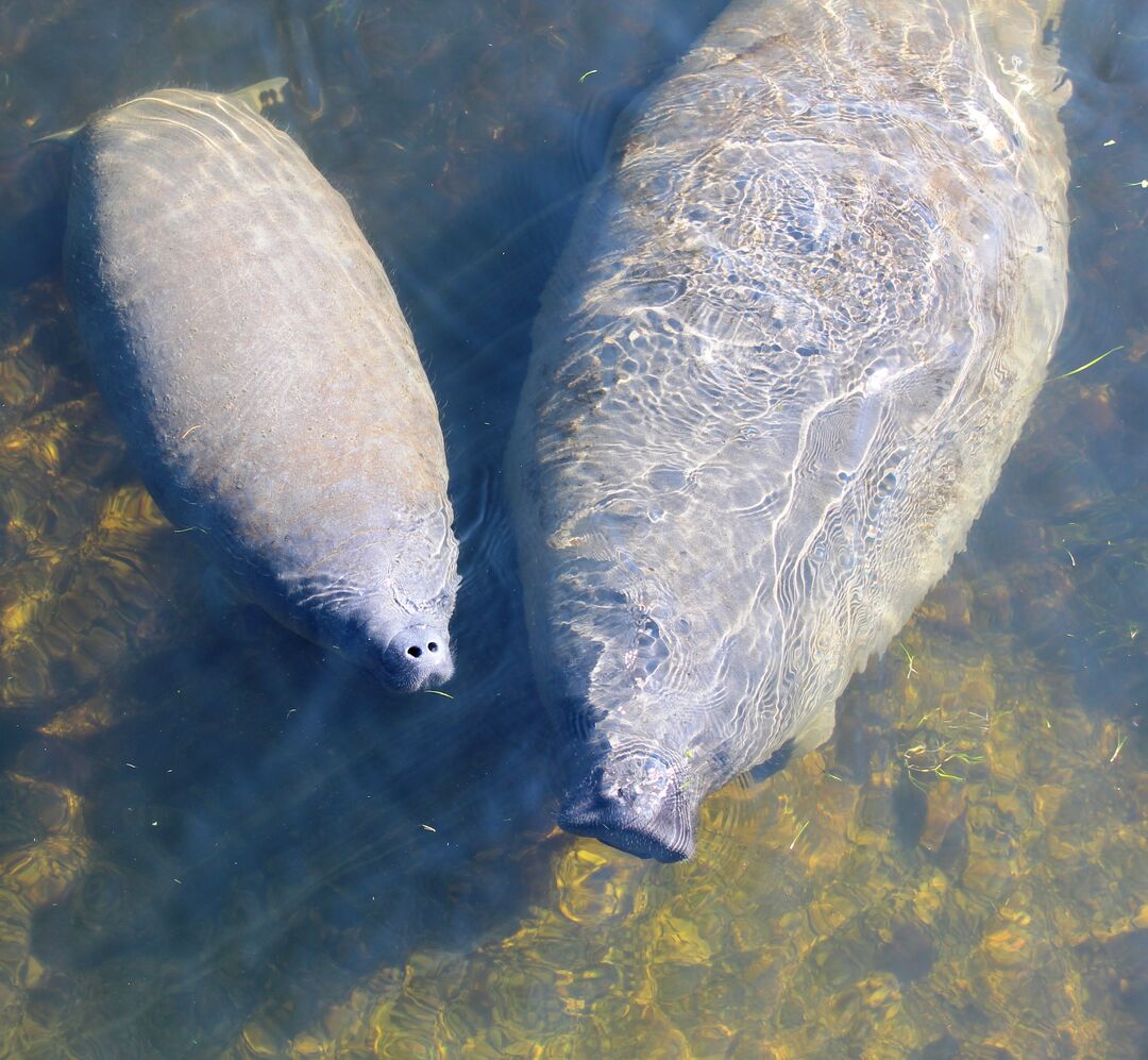 Bayport Manatee Baby 2