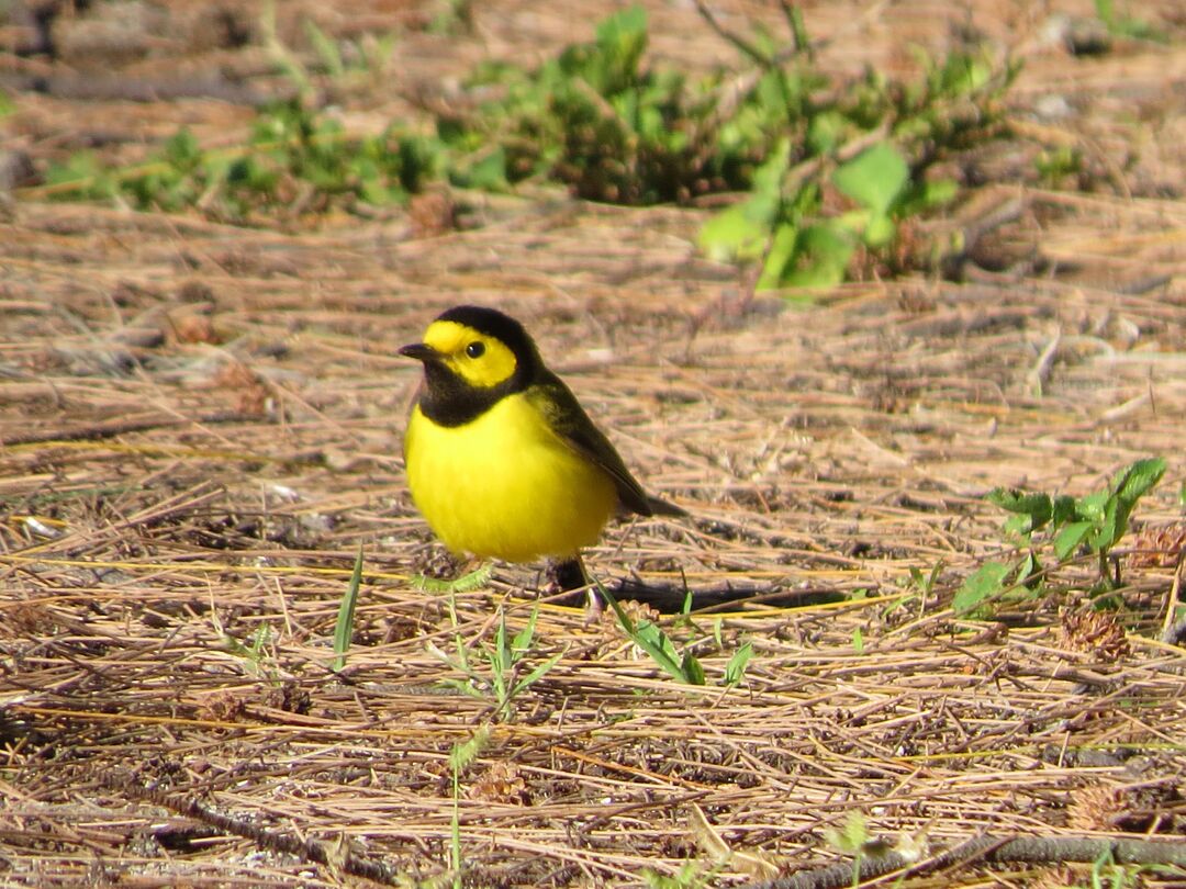 Hooded Warbler male