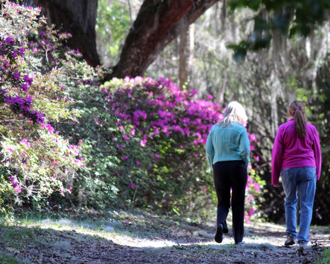 Chins Hill Azaleas 5