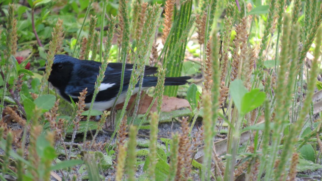 Black-throated Blue Warbler male