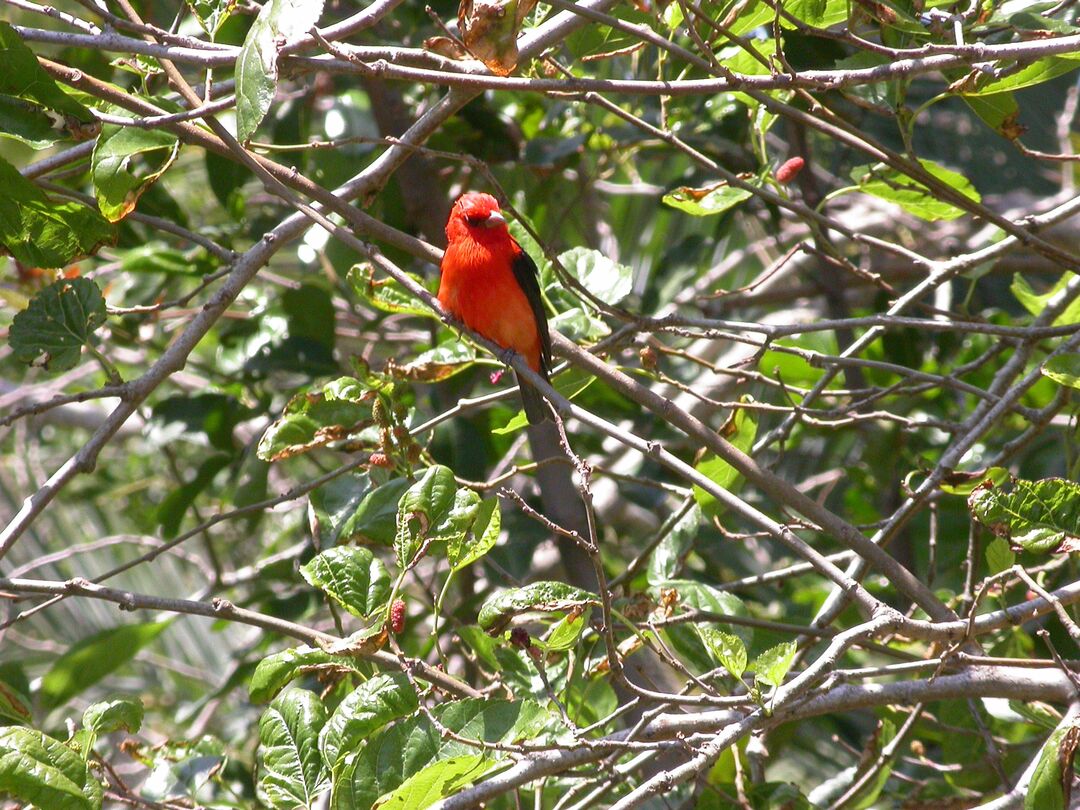 Scarlet Tanager male