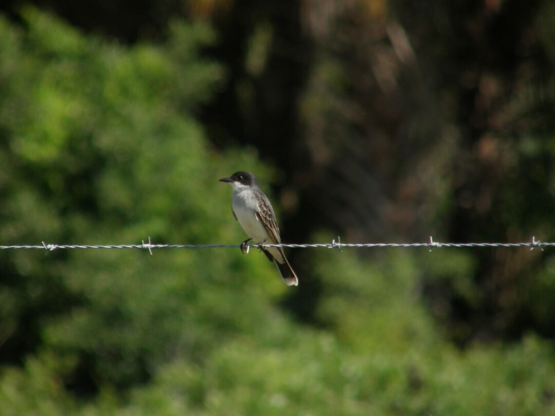 Eastern Kingbird