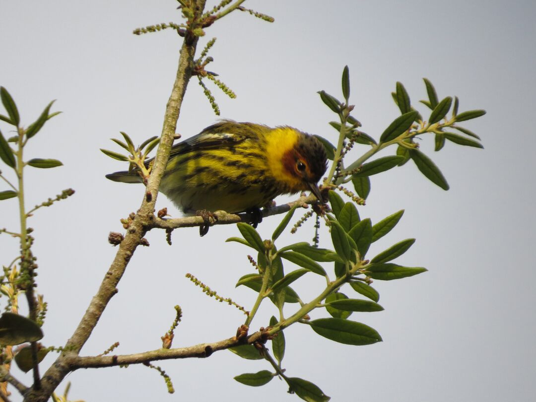 Cape May Warbler male