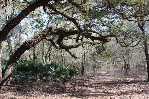 Cypress Lakes Preserve 2