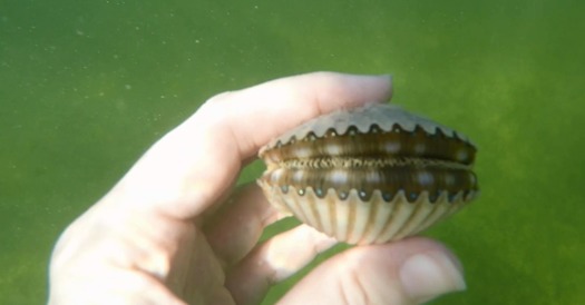 Scallop In Hand 1