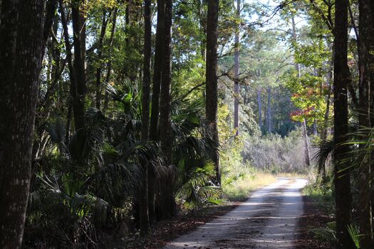 Driving in Chassahowitzka WMA