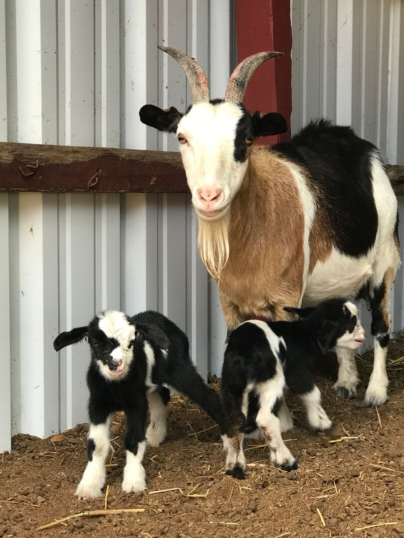 Hunsader Farms