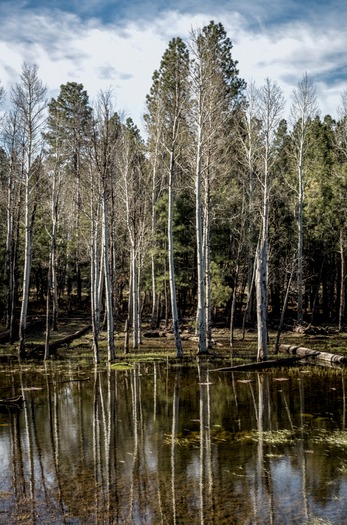 Mogollon Rim, Raymond Lee