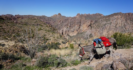 Jasmine the Mini-Donkey, Gila River Canyons