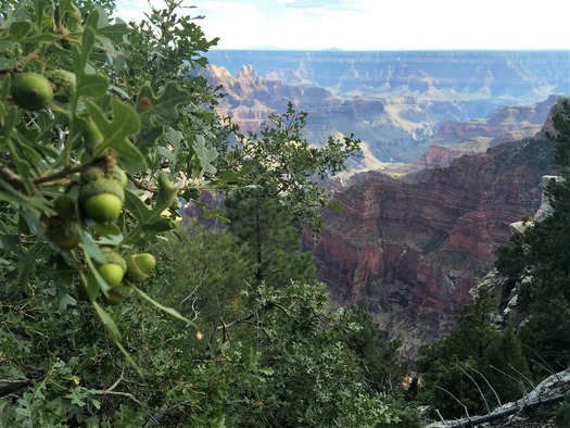 Janina Jamrych, Grand Canyon - north rim