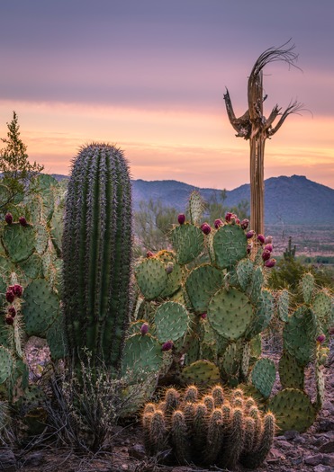 Picacho Peak, Don Lawrence