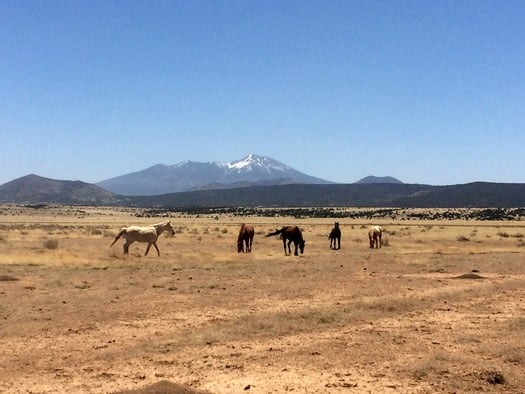 Horses on the Babbitt Ranch