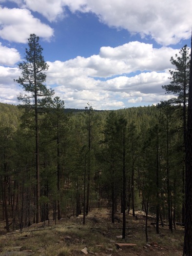 Mogollon Rim Views, Blue Ridge Passage