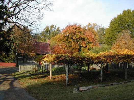 Levering grape arbor