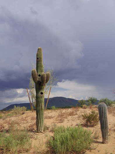 Tucson, Natalie Schrimpf