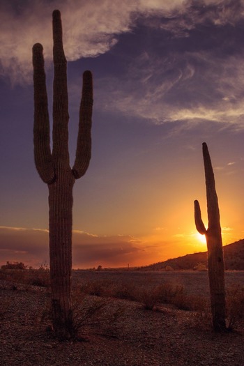 Sunset Saguaro