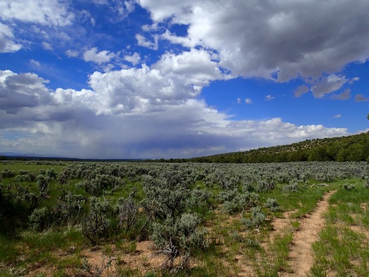 Sagebrush on the Kaibab Plateau