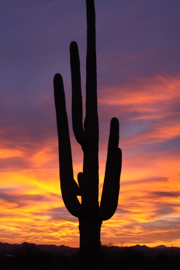 Saguaro National Park, Brian Emch