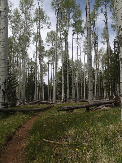 Aspen near Snowbowl