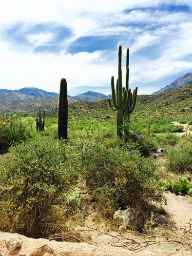 Saguaro Apache Trail by Lisa Buuck