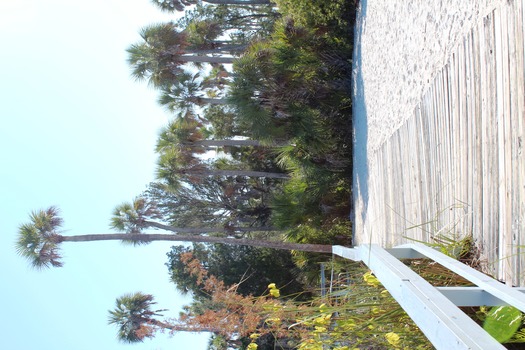 Linda Pederson Boardwalk