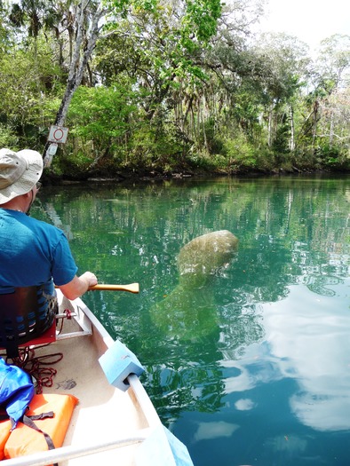 Manatee at Hosp Hole