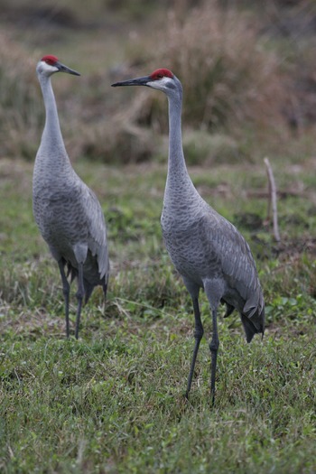 Sandhill Cranes