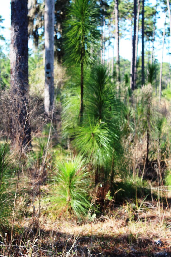 Longleaf Pine