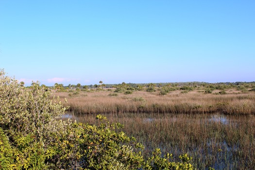 Mangroves Tidal Marsh Facing N