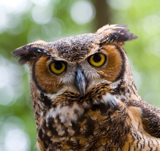 Great-Horned Owl