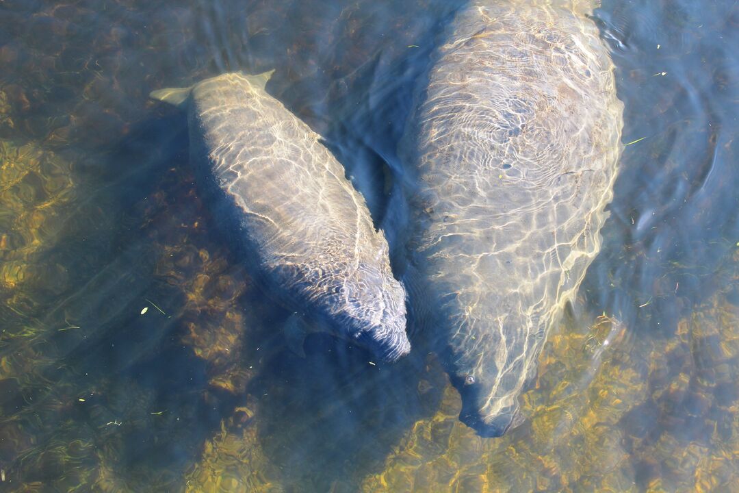 Bayport Manatee Baby 3