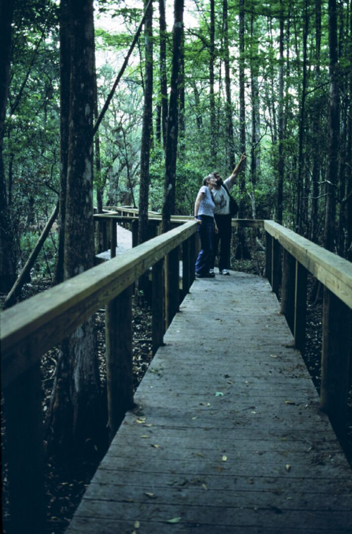 Chins Boardwalk sm