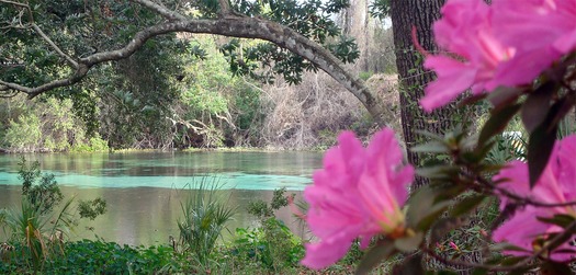 Pink Azaleas River