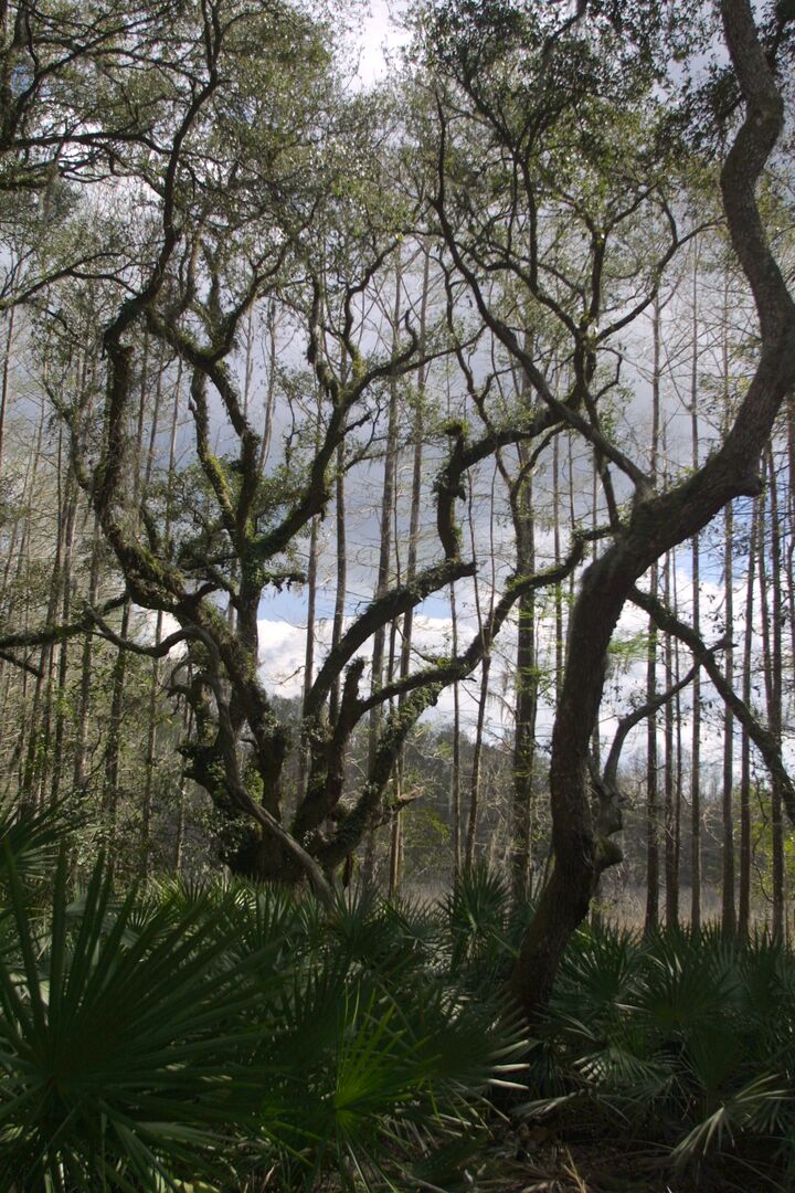 nc_oaks_vertical_0215