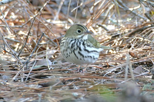 Ovenbird_9733_72