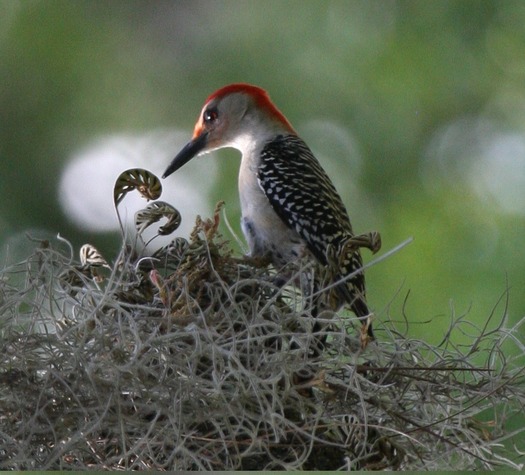 Red-bellied Woodpecker