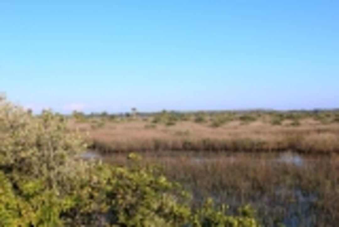 Hern Cty Mangroves Facing N sm