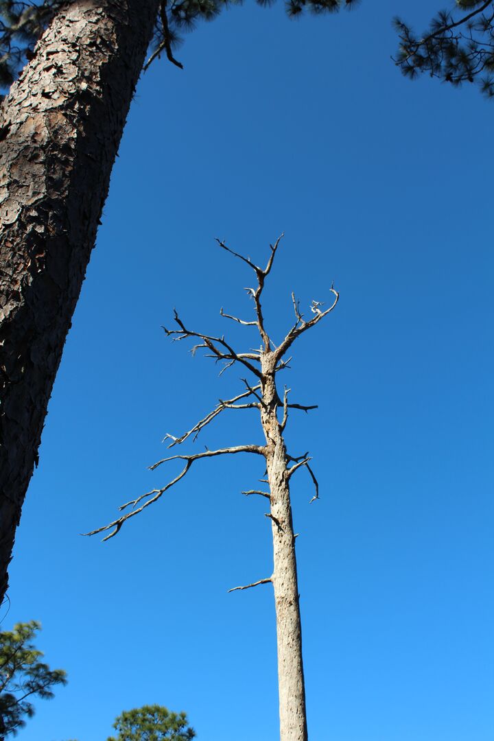 Dead Tree