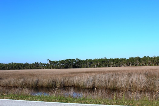 Coastal Marsh Facing N