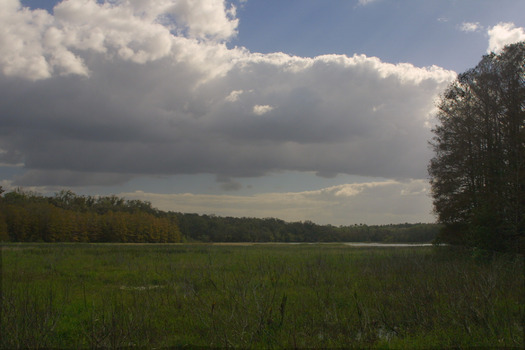 Mays Prairie, Chinsegut Conservation Center