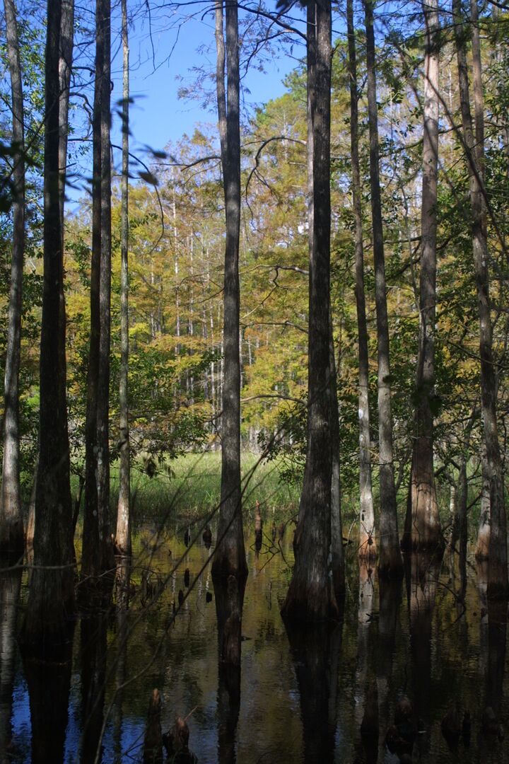 nc_cypress_vertical_9057