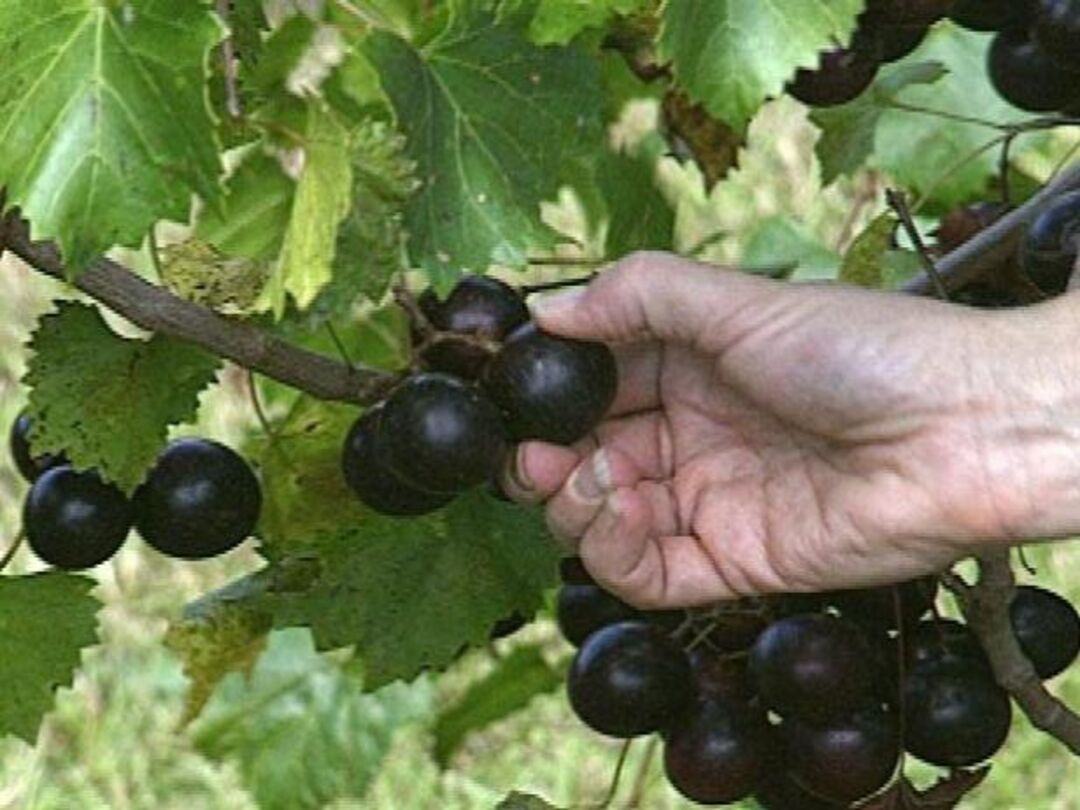 pickgrape