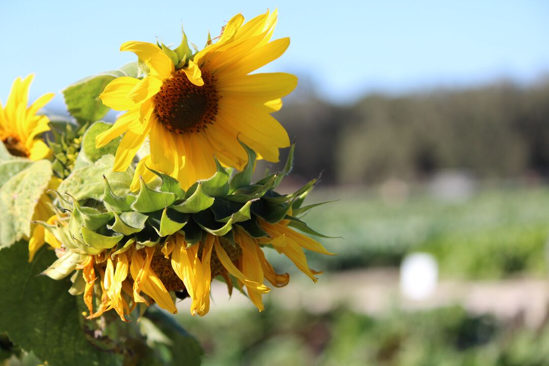 Beasley Farm Sunflowers, Brooksville