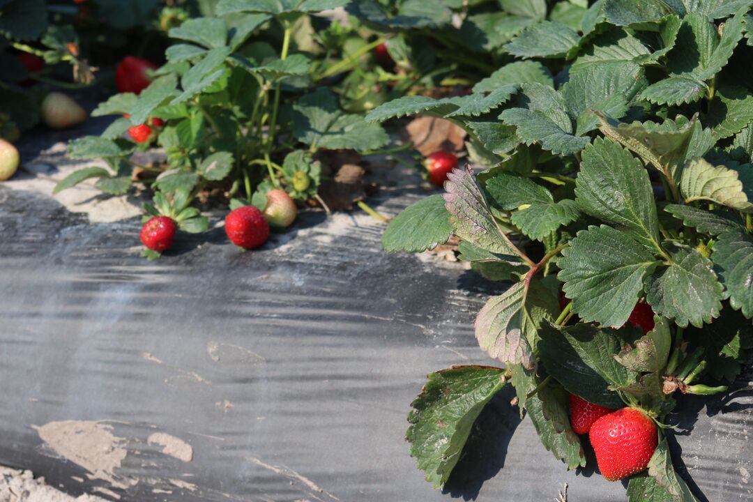 Strawberry U-Pick, JG Ranch, Brooksville