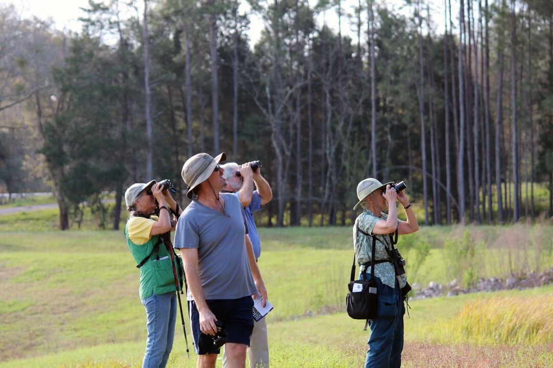 Birding Peck Sink 4