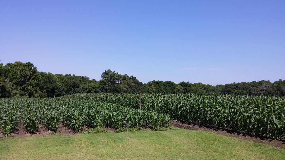 Corn Field at Frazier Farm, Brooksville