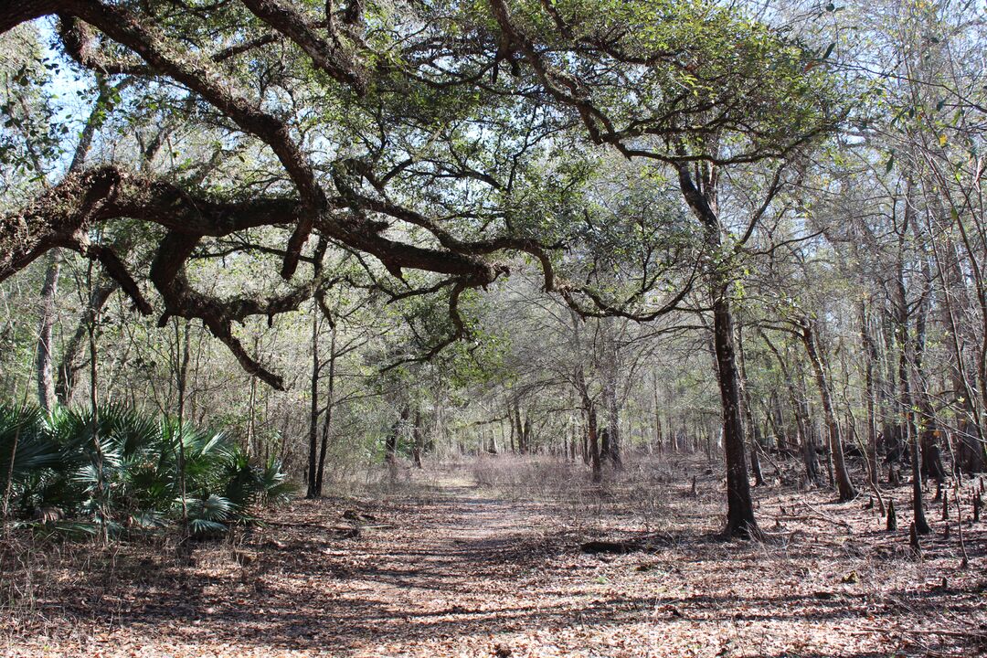 Cypress Lakes Preserve 1