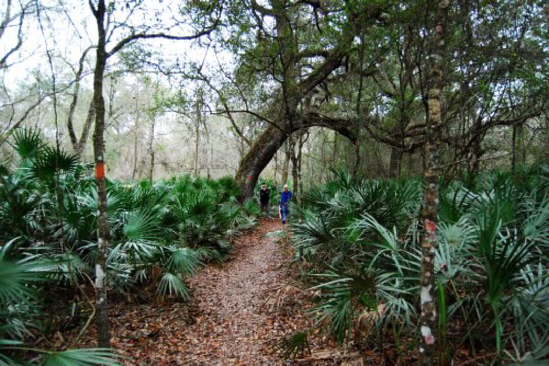 Green swamp hiking