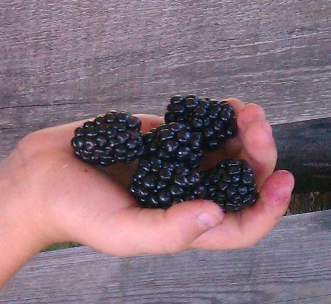 blackberries